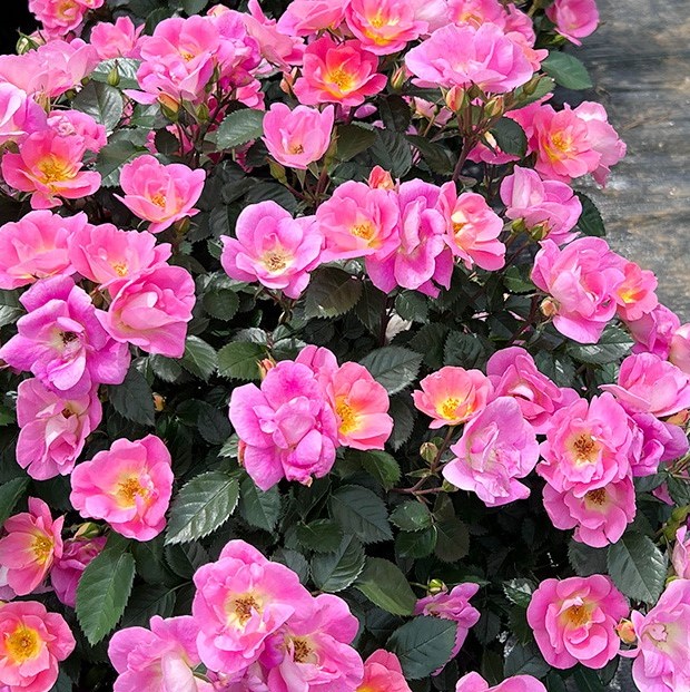 Роза флорибунда Фэнфан